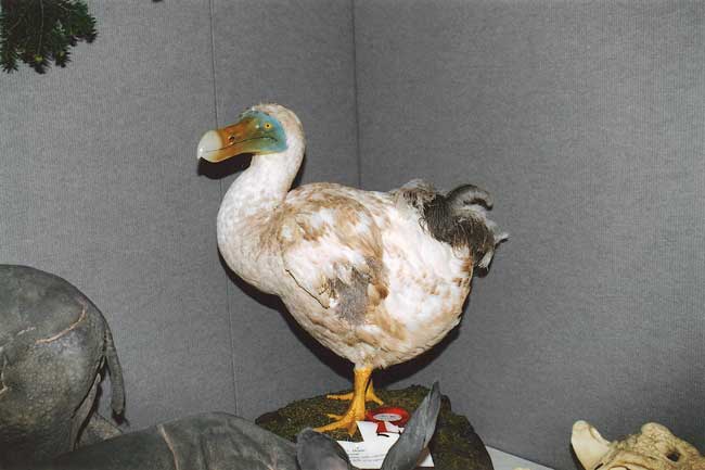 2004-dodo